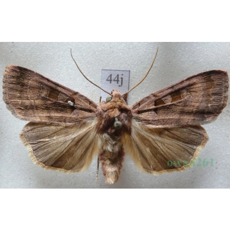 Xestia stigmatica (Hübner, 1813) Rolnica Czech44j